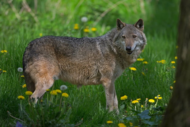 Le Loup d'Europe