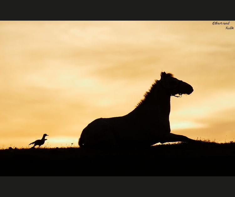 Le cheval et l'oiseau