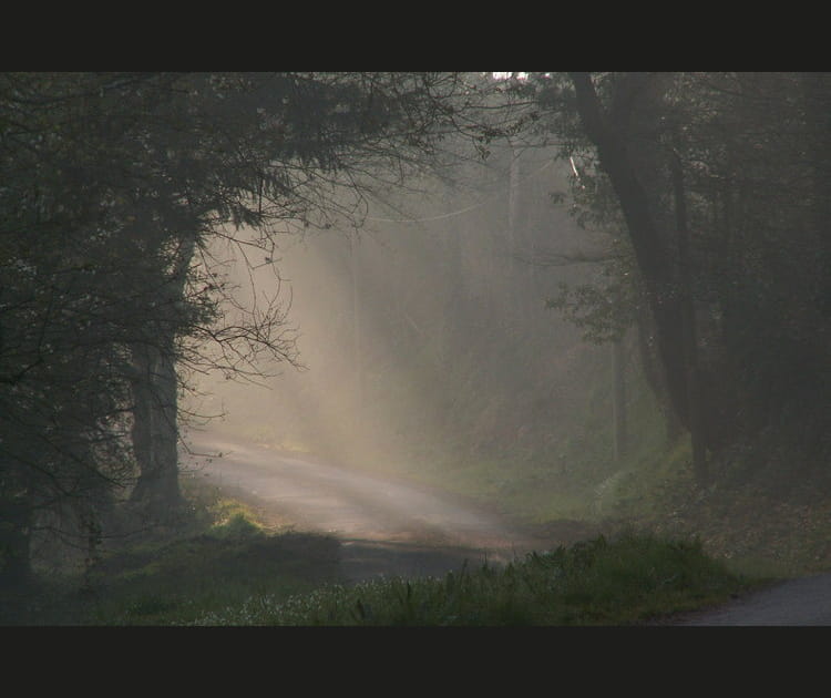 Broc&eacute;liande et sa for&ecirc;t mythique