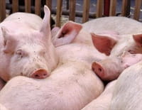 Suprême Animal : Le cochon, le loup et le corbeau