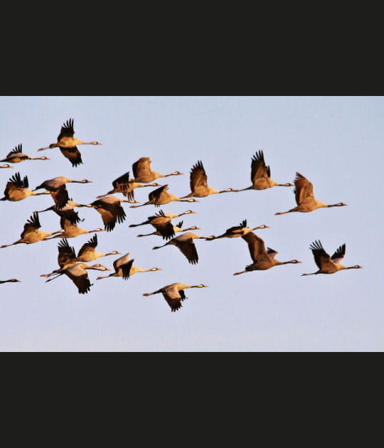 Envol avec les oiseaux migrateurs