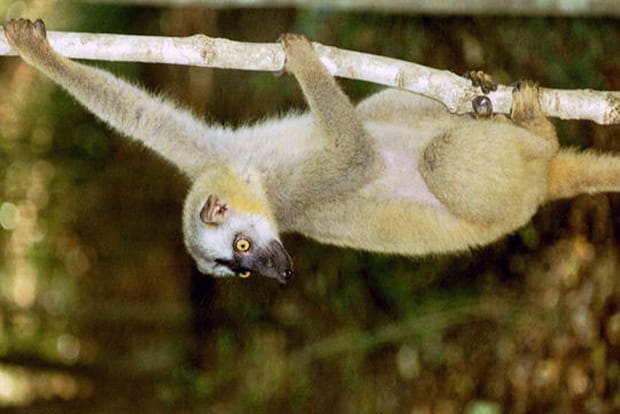 Dans la réserve naturelle de Berenty