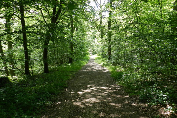 Forêt de Meudon, Hauts-de-Seine