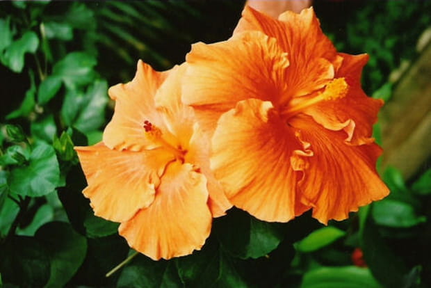 Le jardin botanique de Kew