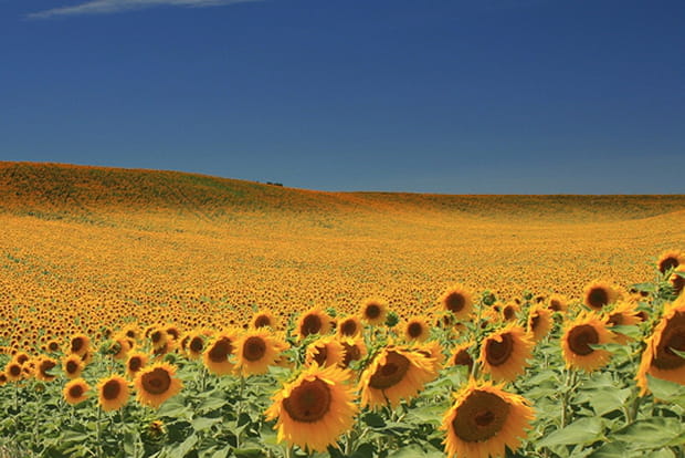 Plateau de Valensole