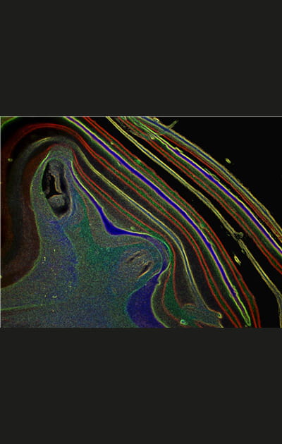 Lignes multicolores