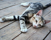 L'incroyable Dr Pol : De nouveaux chats dans le quartier