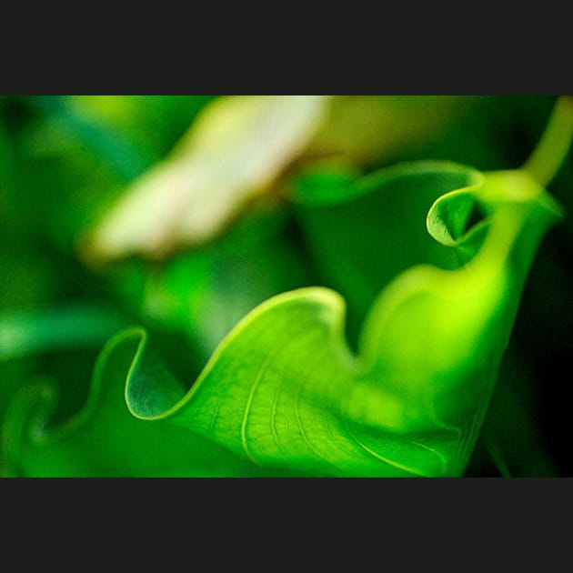 Nature verte