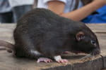 Rat