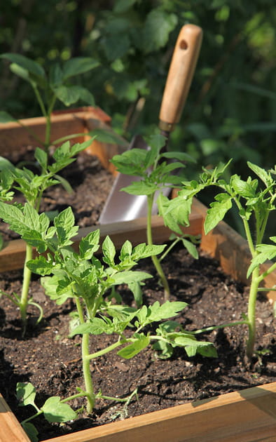 Faire un potager et un verger