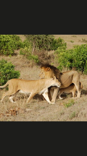 Un safari au Kenya ou en Tanzanie
