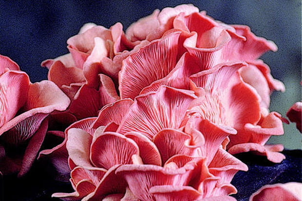 Pleurotes roses