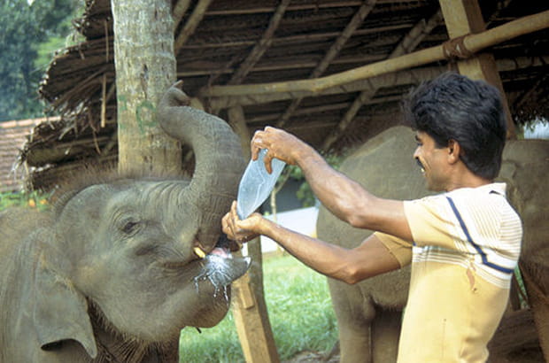 Orphelinat pour éléphanteaux
