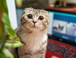 Le grand bêtisier des chats