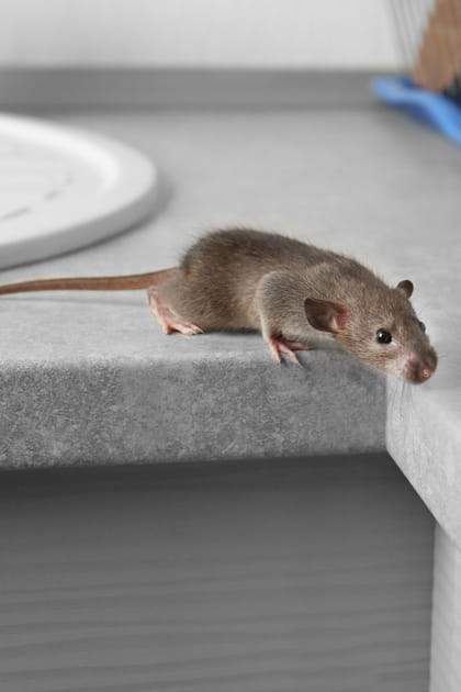 Les souris&nbsp;: comment ne pas les attirer dans la cuisine&nbsp;?