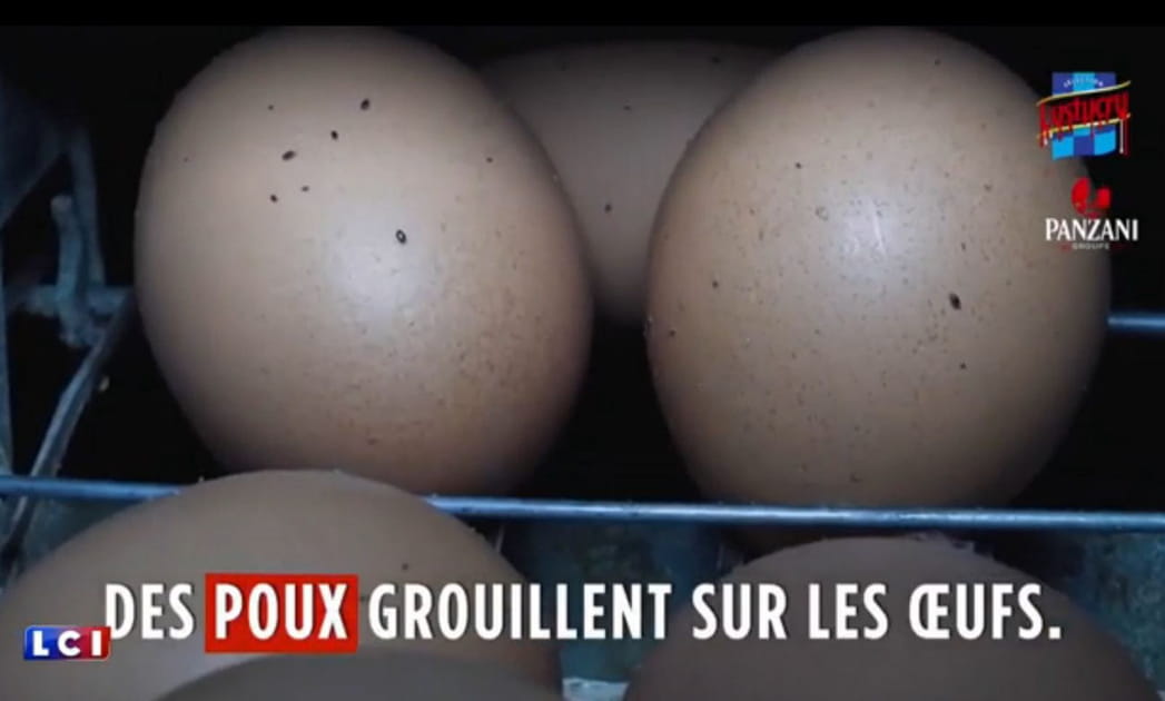 Des poux sur les oeufs de poules malades et d&eacute;plum&eacute;es