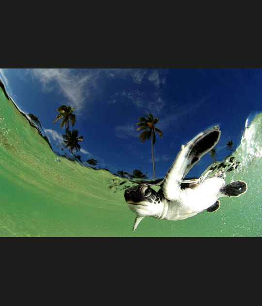 Jeune tortue &agrave; Wakatobi en Indon&eacute;sie