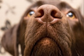 Je suis vétérinaire, voici pourquoi le museau des chiens est toujours humide
