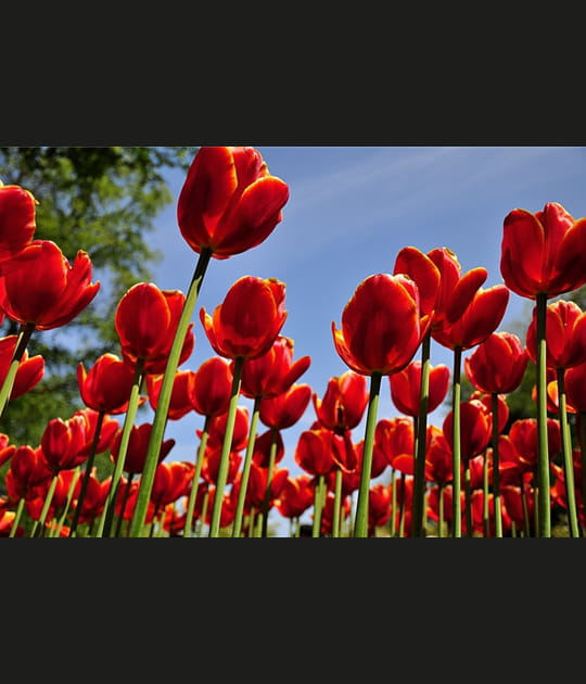 Tulipes rouges