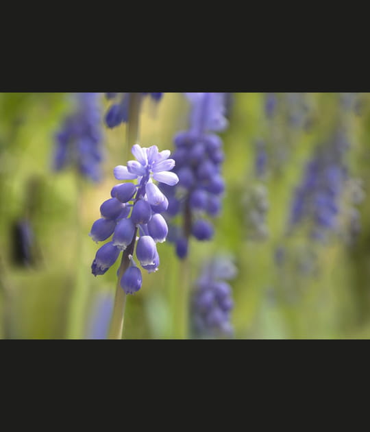Fleur bleue