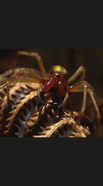 Au fil des araign&eacute;es au mus&eacute;e d'histoire naturelle