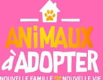 Animaux à adopter : nouvelle famille pour une nouvelle vie