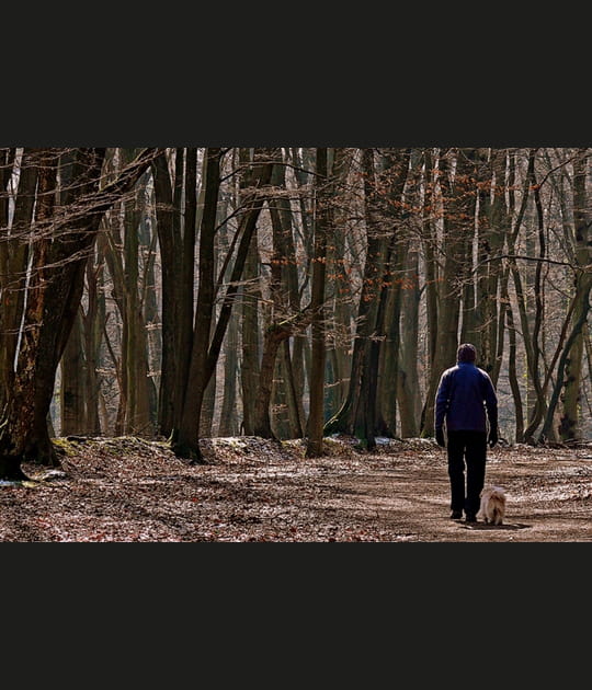 La promenade en for&ecirc;t