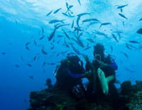 Coup mortel : Sale temps pour les requins