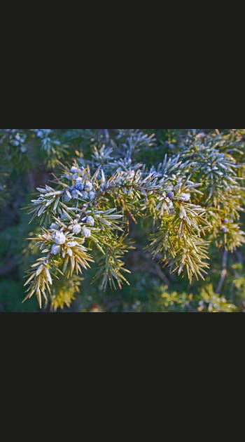 Le gen&eacute;vrier cade embaume