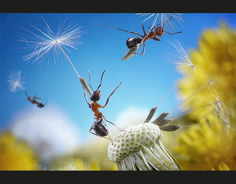 L'envol des fourmis