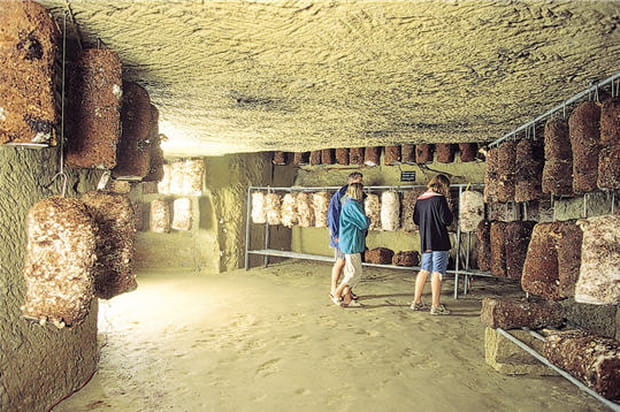 Salle de culture des Shii-Také