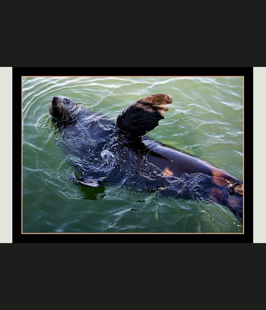 La planche de l'otarie