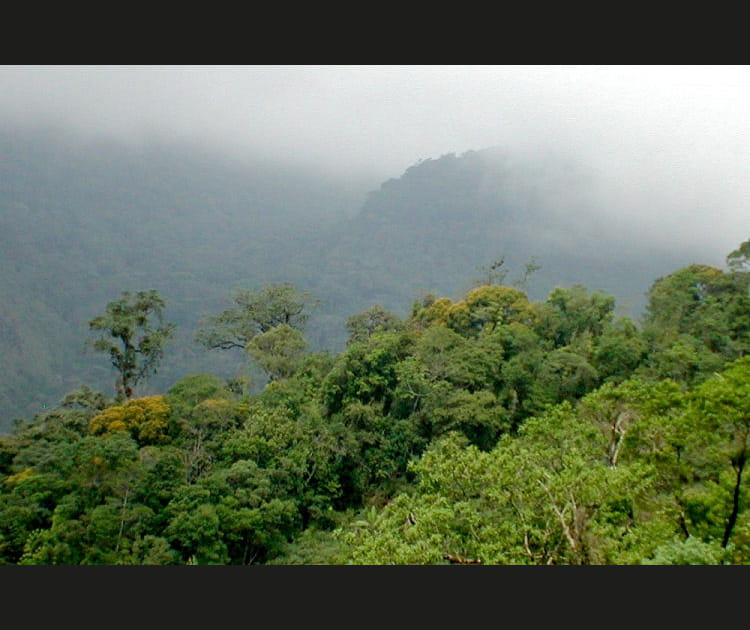 Mousseux parc Estadual da Serra