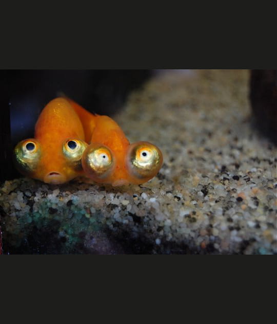 Des poissons peureux