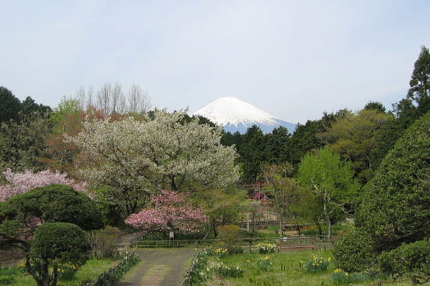 Le mont Fuji au printemps