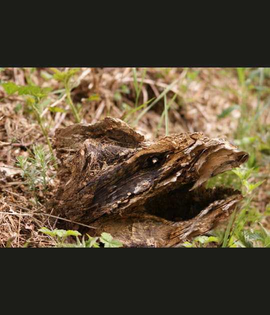 Monstre de bois
