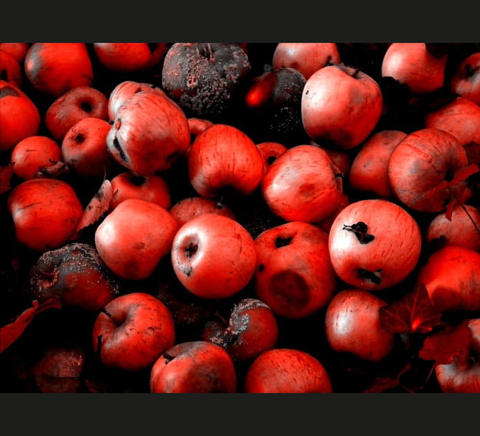 Pommes d'amour empoisonn&eacute;es