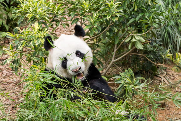 Le sanctuaire des pandas dans le Sichuan