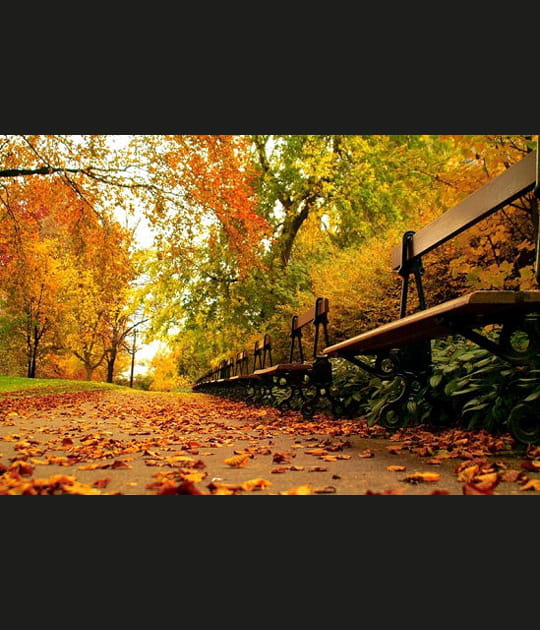 Banc d'automne