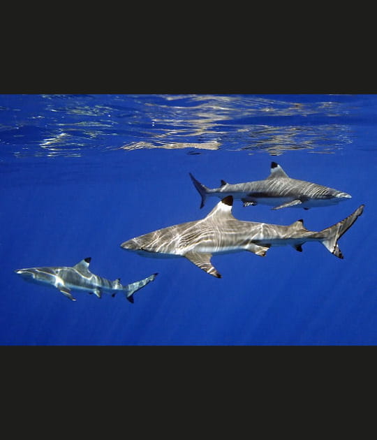 19h&nbsp;: les requins du Pacifique cherchent la date...