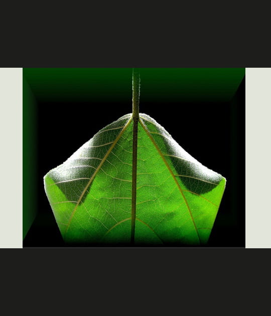 Feuille
