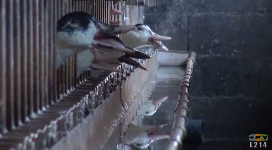 Le volume du foie des canards multipli&eacute; par 10