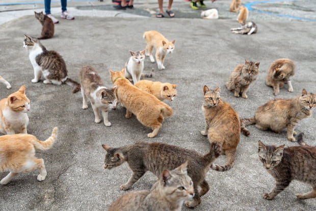 Ces destinations sont littéralement envahies par les animaux : Aoshima, l'île aux chats