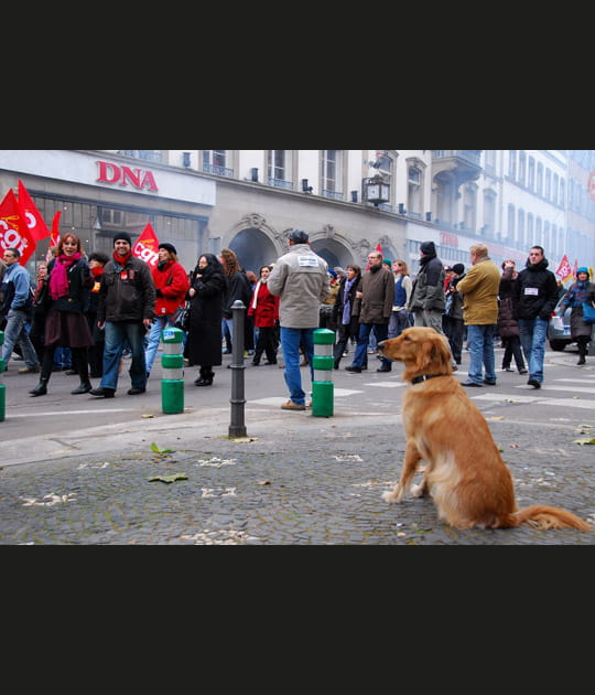 Manifestation du 20&nbsp;novembre