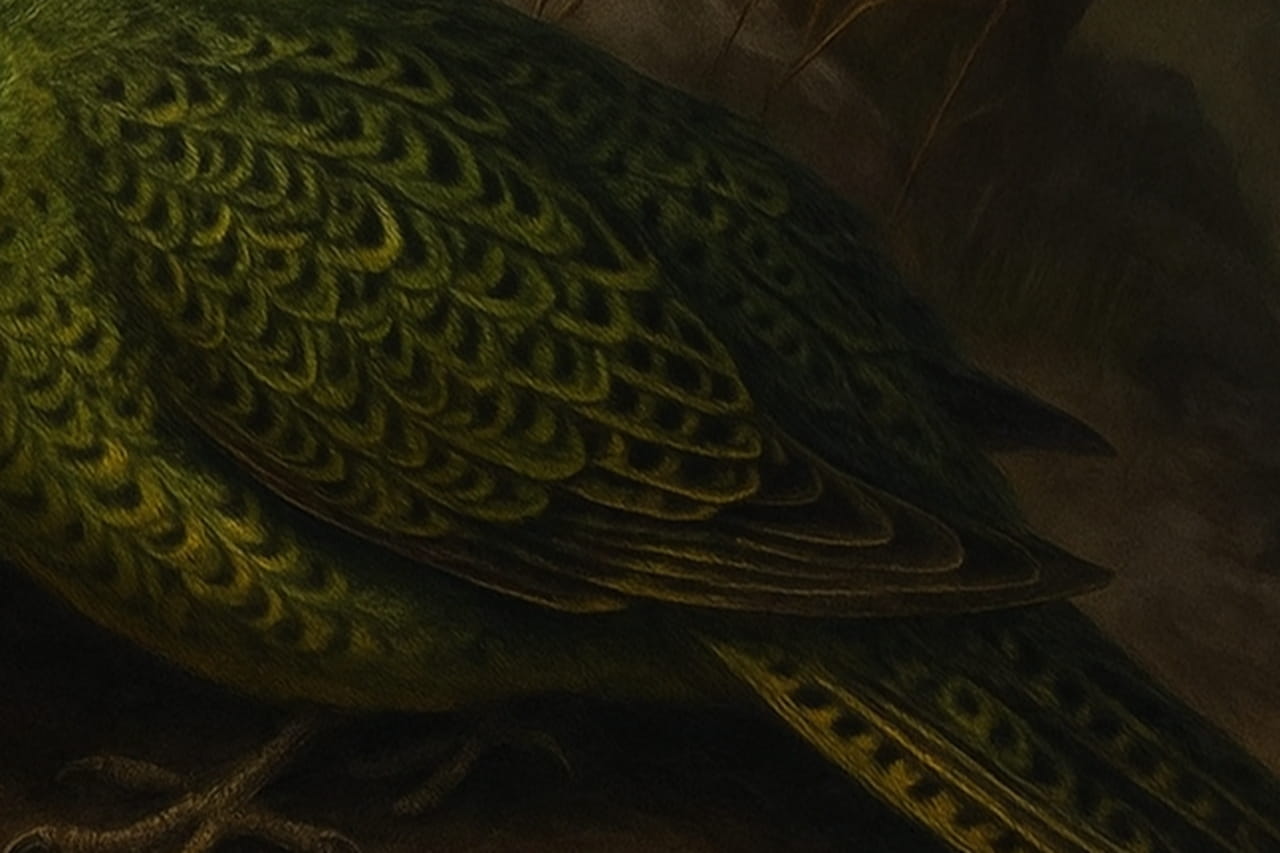 Un oiseau que l'on croyait disparu depuis un siècle réapparait, un 