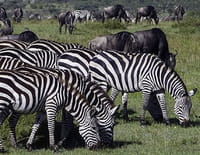 Planète safari : Serengeti, la grande migration