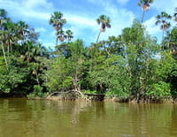 Médecine d'outre-mer : La Guyane