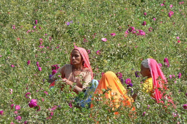 Les champs de roses de Pushkar