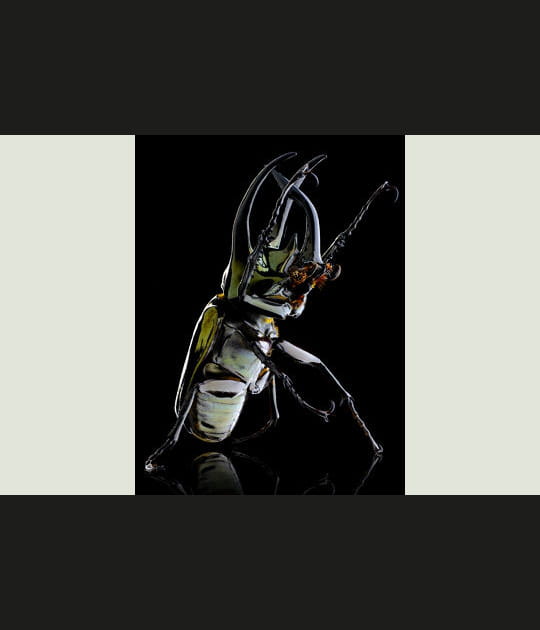 Oryctes nasicornis