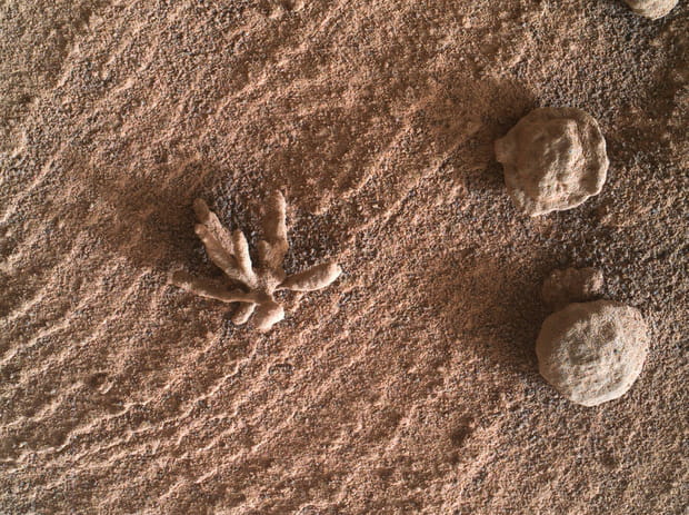 Un fossile de fleur martienne